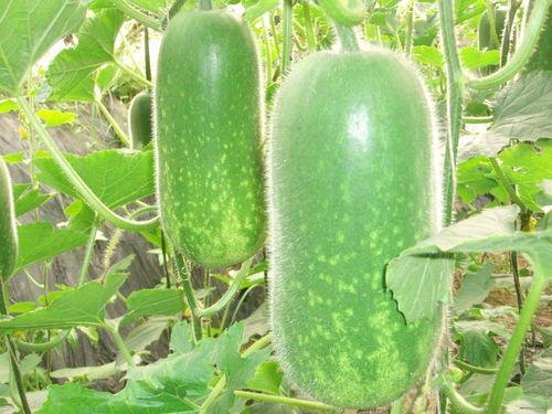 热门大瓜 911爆料独家揭秘,热门大瓜背后的惊人真相